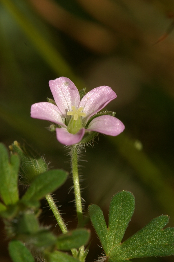 Geranium potentilloides